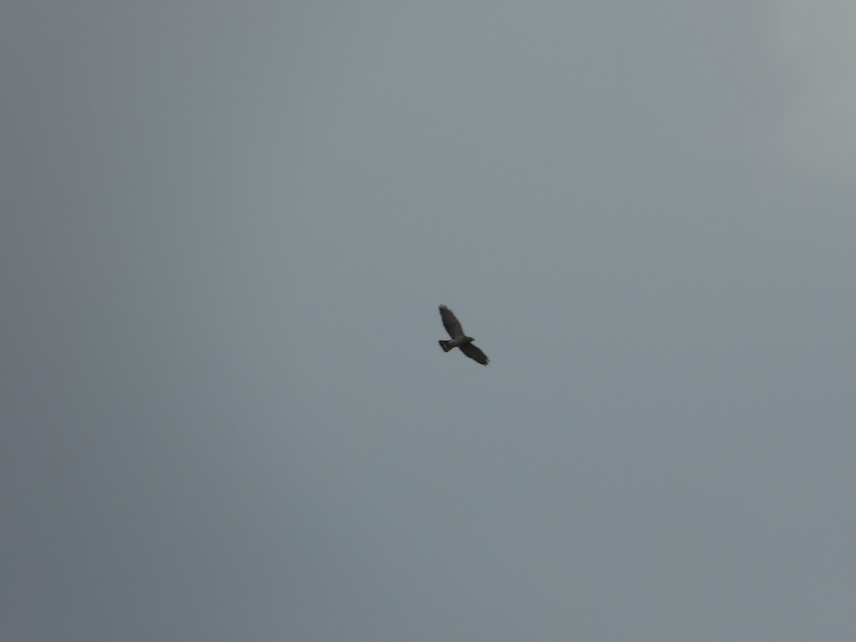 Broad-winged Hawk - ML635059212