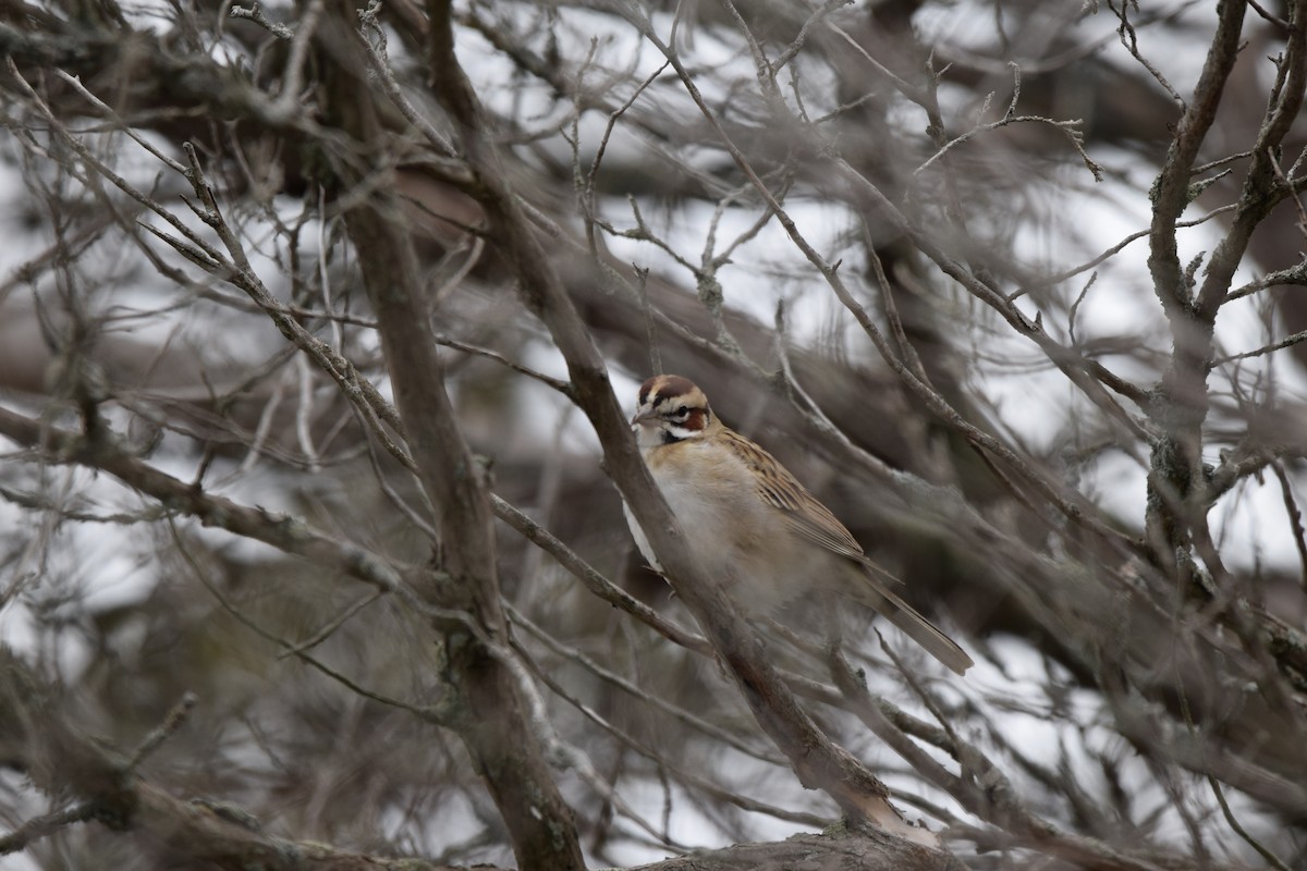 Lark Sparrow - ML635059395
