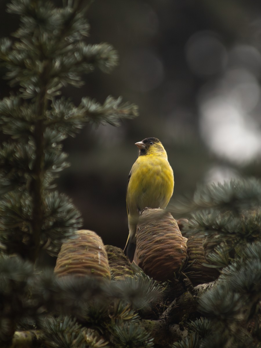 Black-chinned Siskin - ML635059455