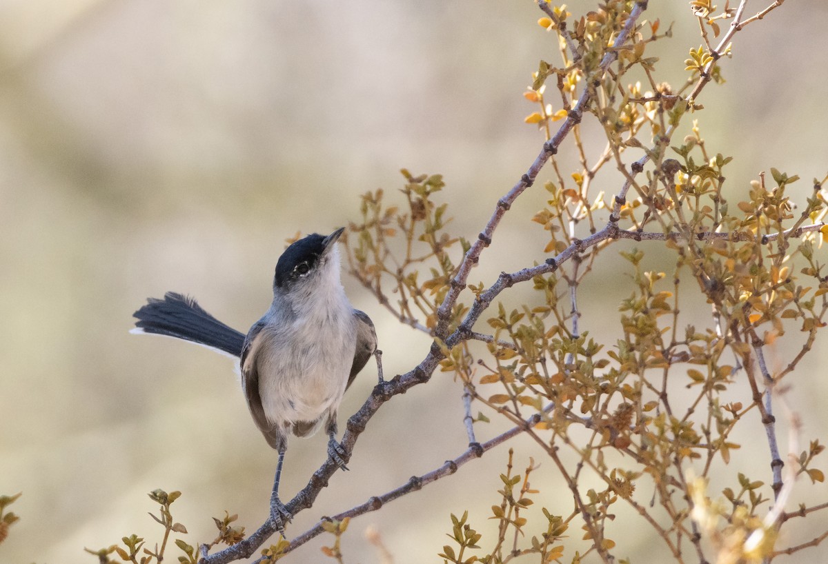 Black-tailed Gnatcatcher - ML635059474