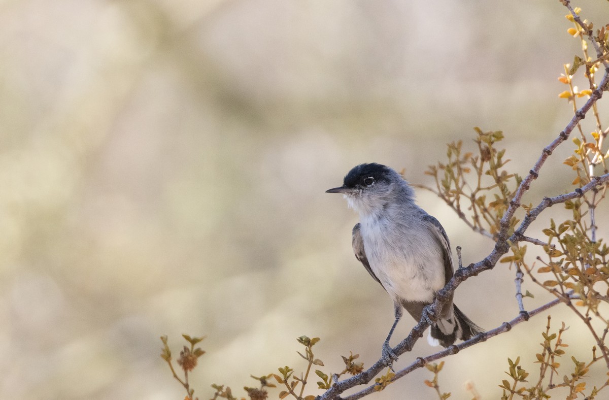 Black-tailed Gnatcatcher - ML635059475