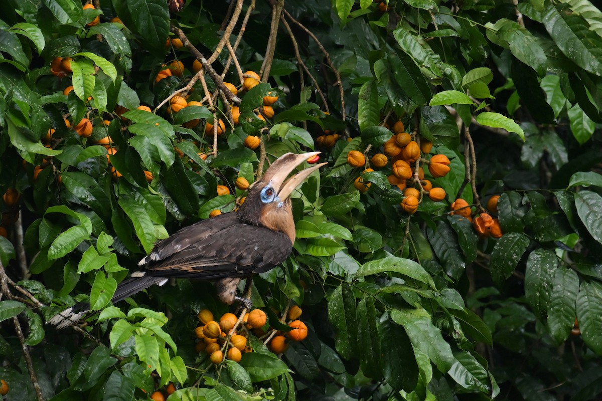 Rusty-cheeked Hornbill - ML635059489