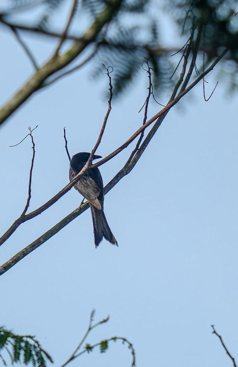 Black Drongo - ML635059521