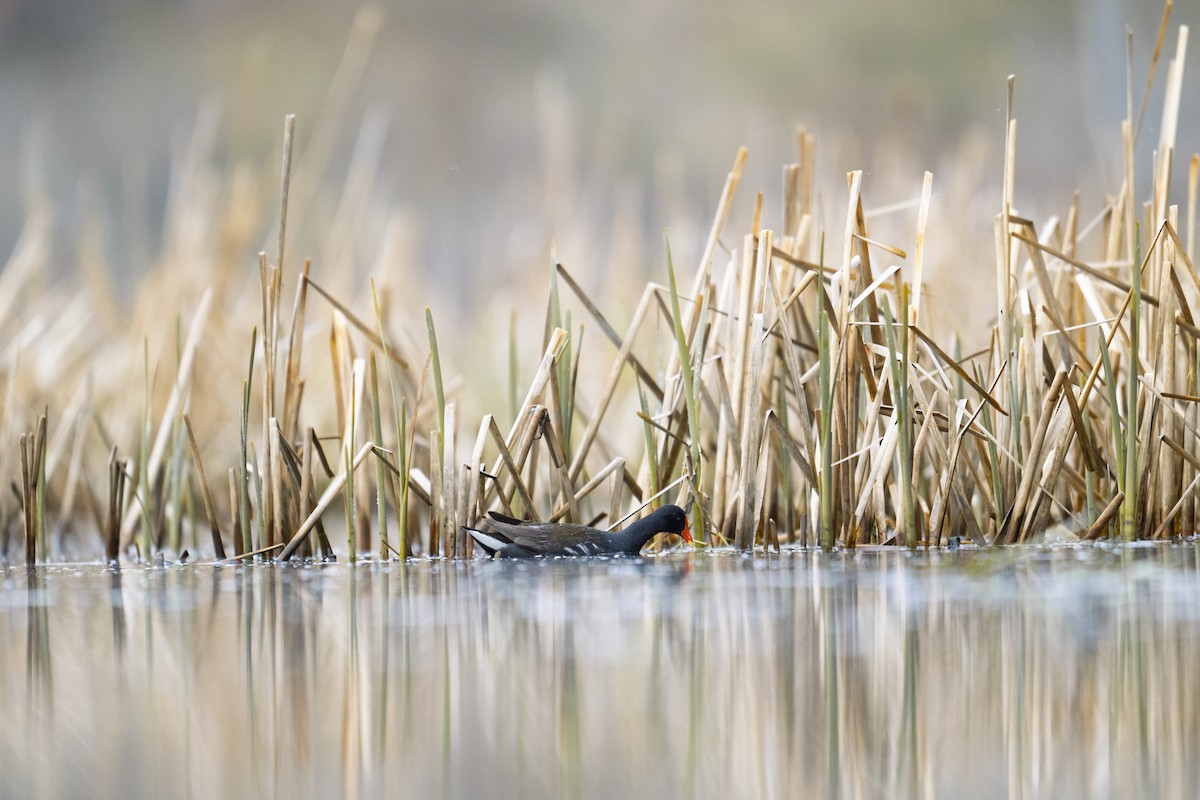 Common Gallinule - ML635059637