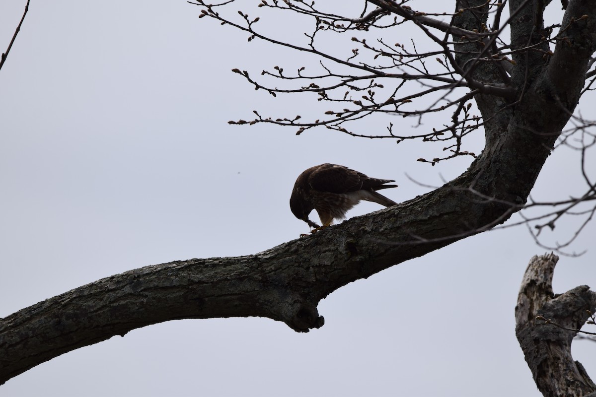 Merlin - ML635059691