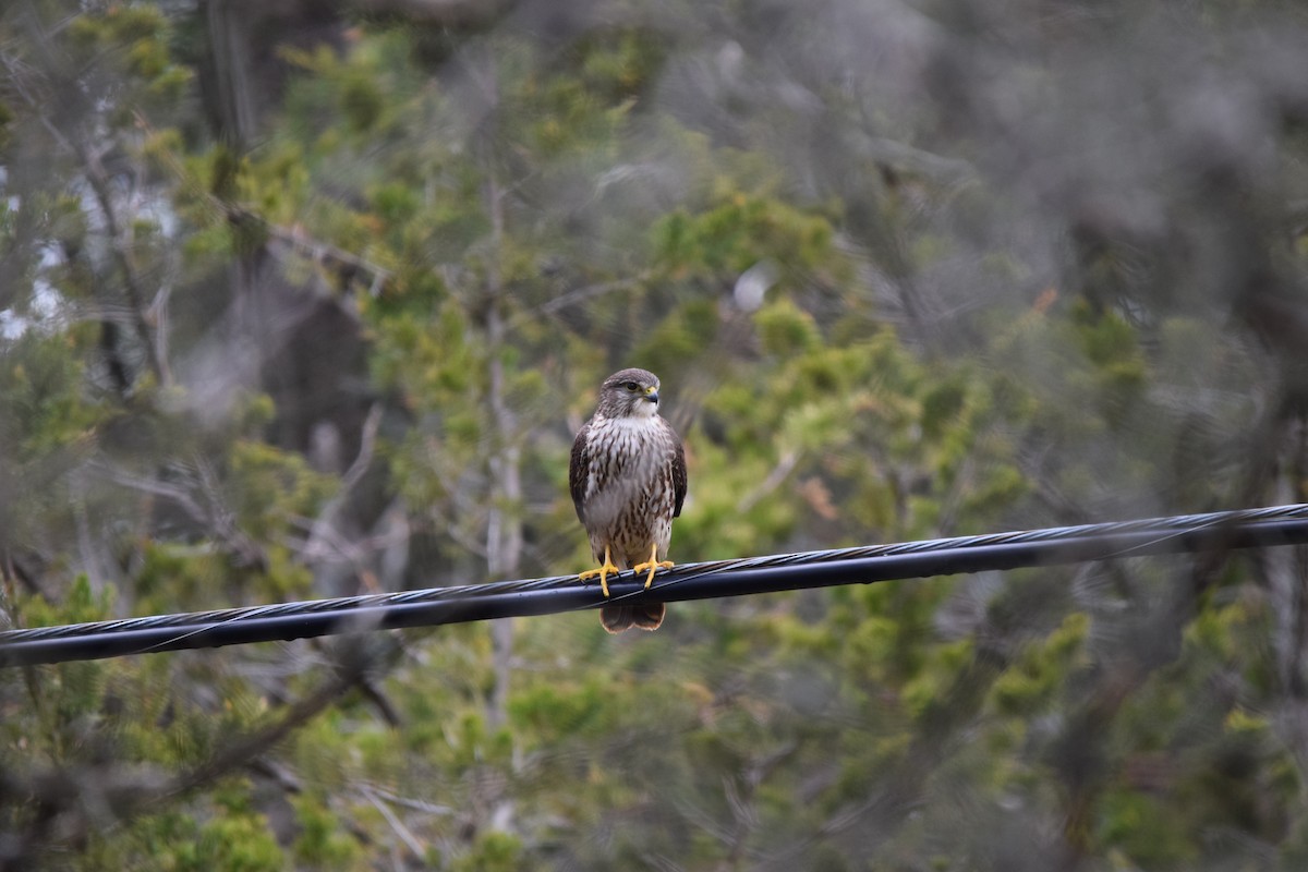 Merlin - ML635059692