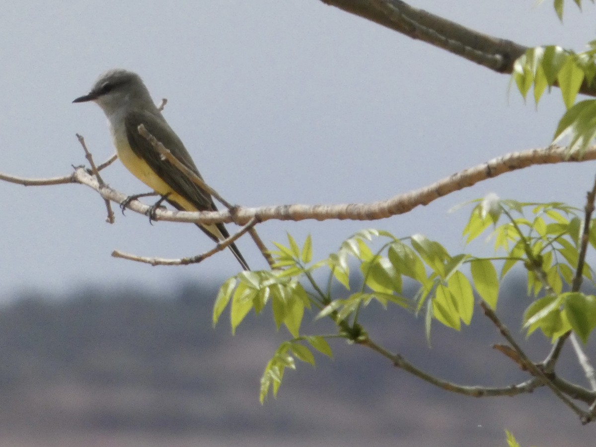Western Kingbird - ML635059754