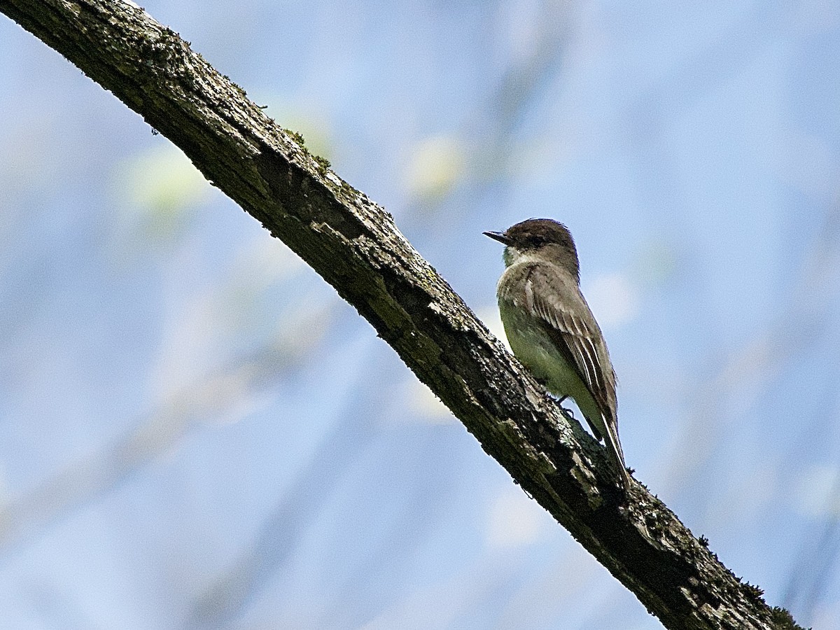 Eastern Phoebe - ML635059923