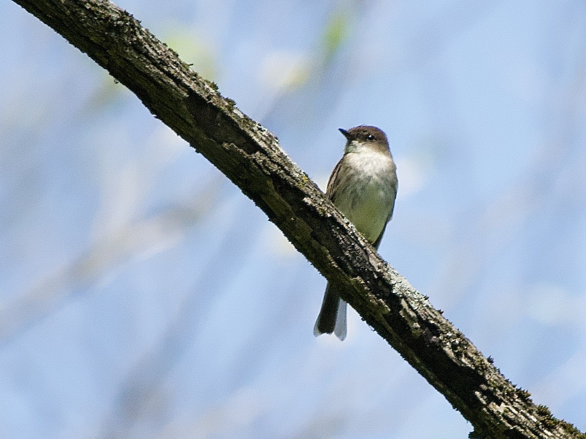 Eastern Phoebe - ML635059924