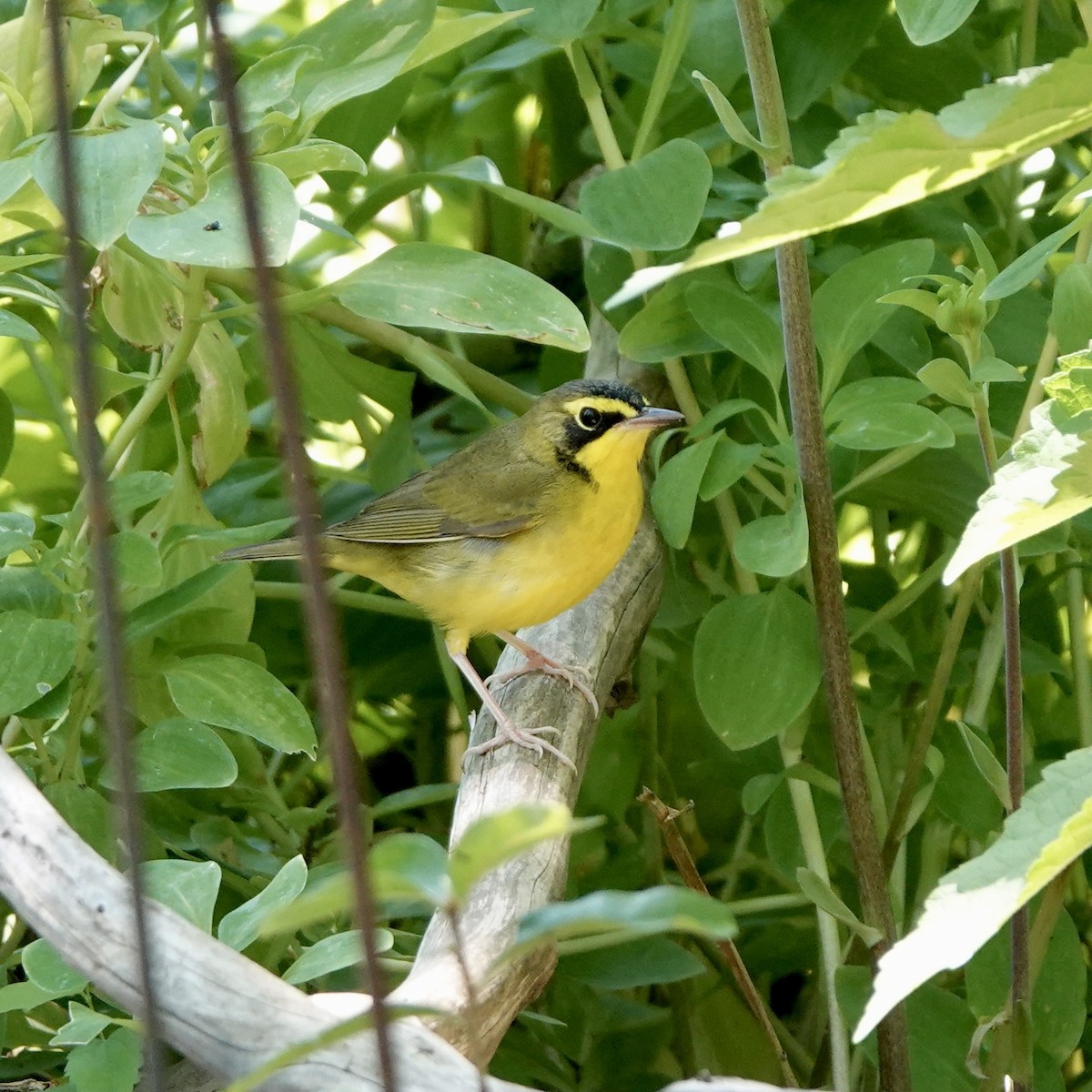 Kentucky Warbler - ML635060010