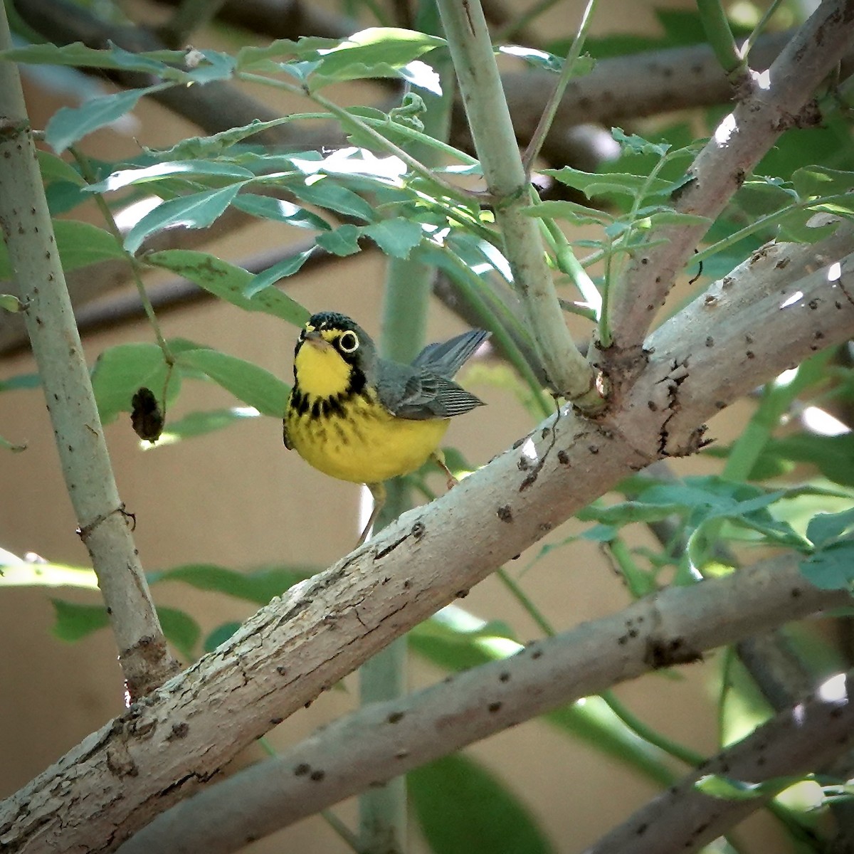 lesňáček kanadský - ML635060030