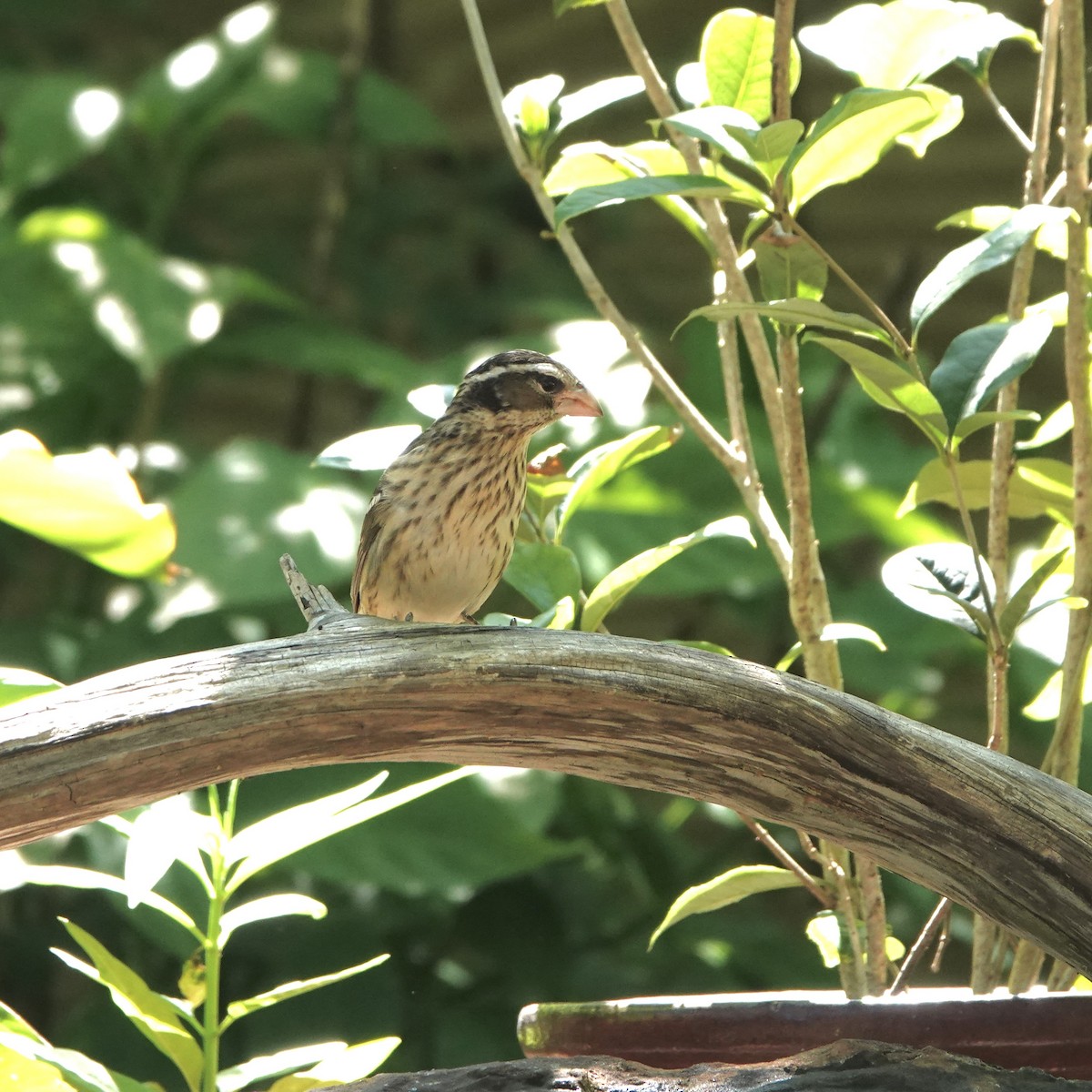 dlaskovec růžovoprsý - ML635060053