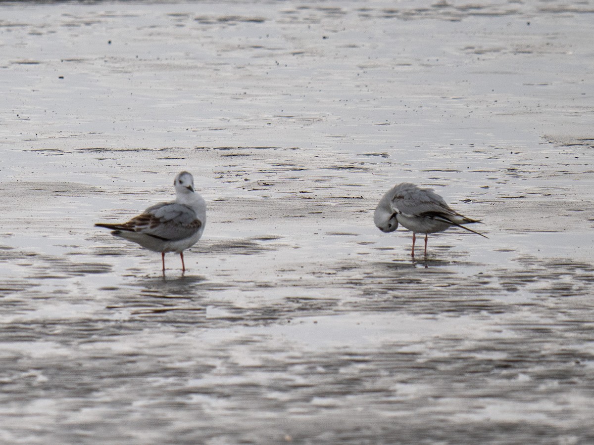 Bonaparte's Gull - ML635060096