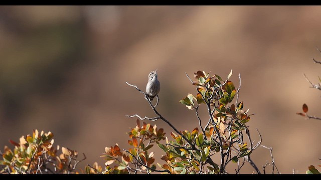 Bewick's Wren - ML635060219