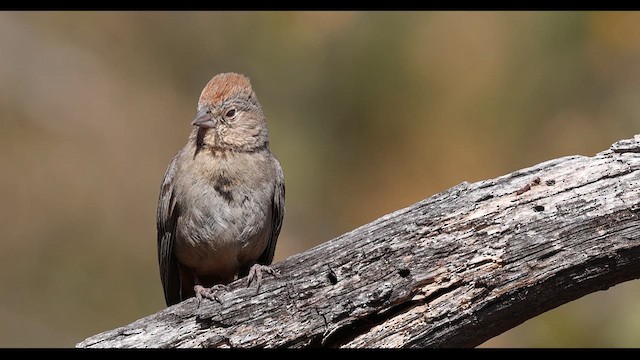 Canyon Towhee - ML635060235