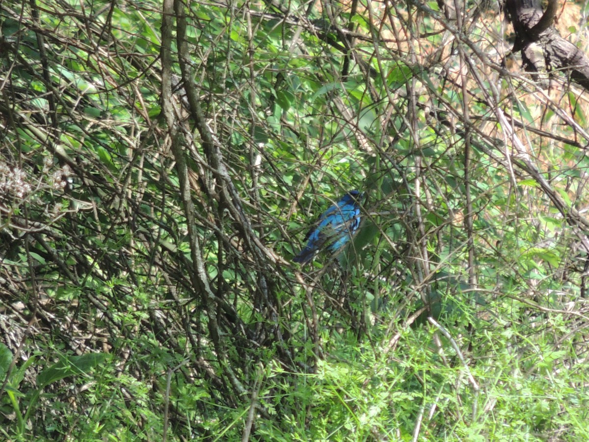 Indigo Bunting - ML635060348