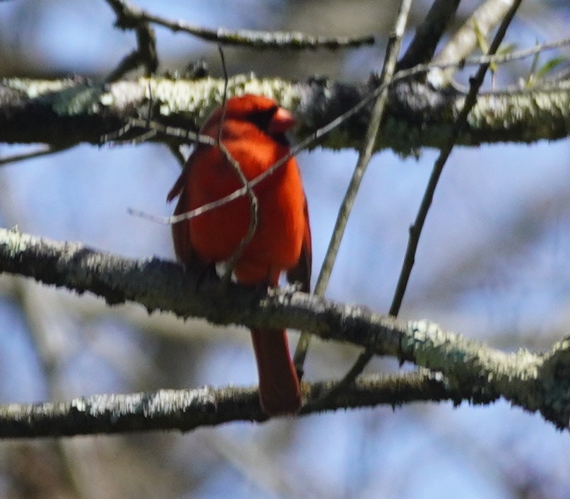 Northern Cardinal - ML635060389
