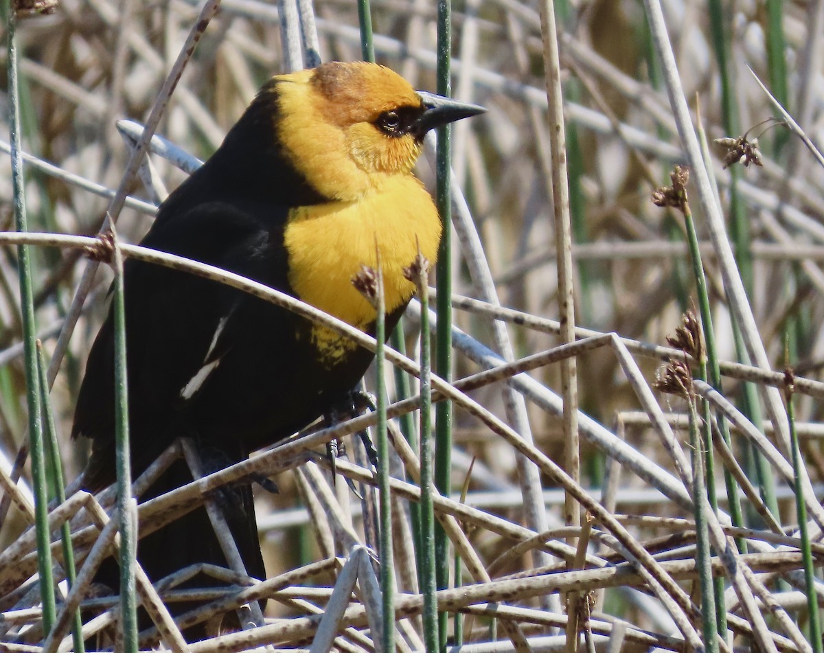 Yellow-headed Blackbird - ML635060401
