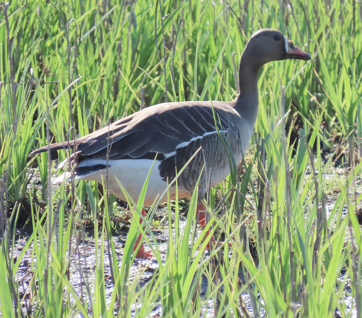 Greater White-fronted Goose - ML635060546