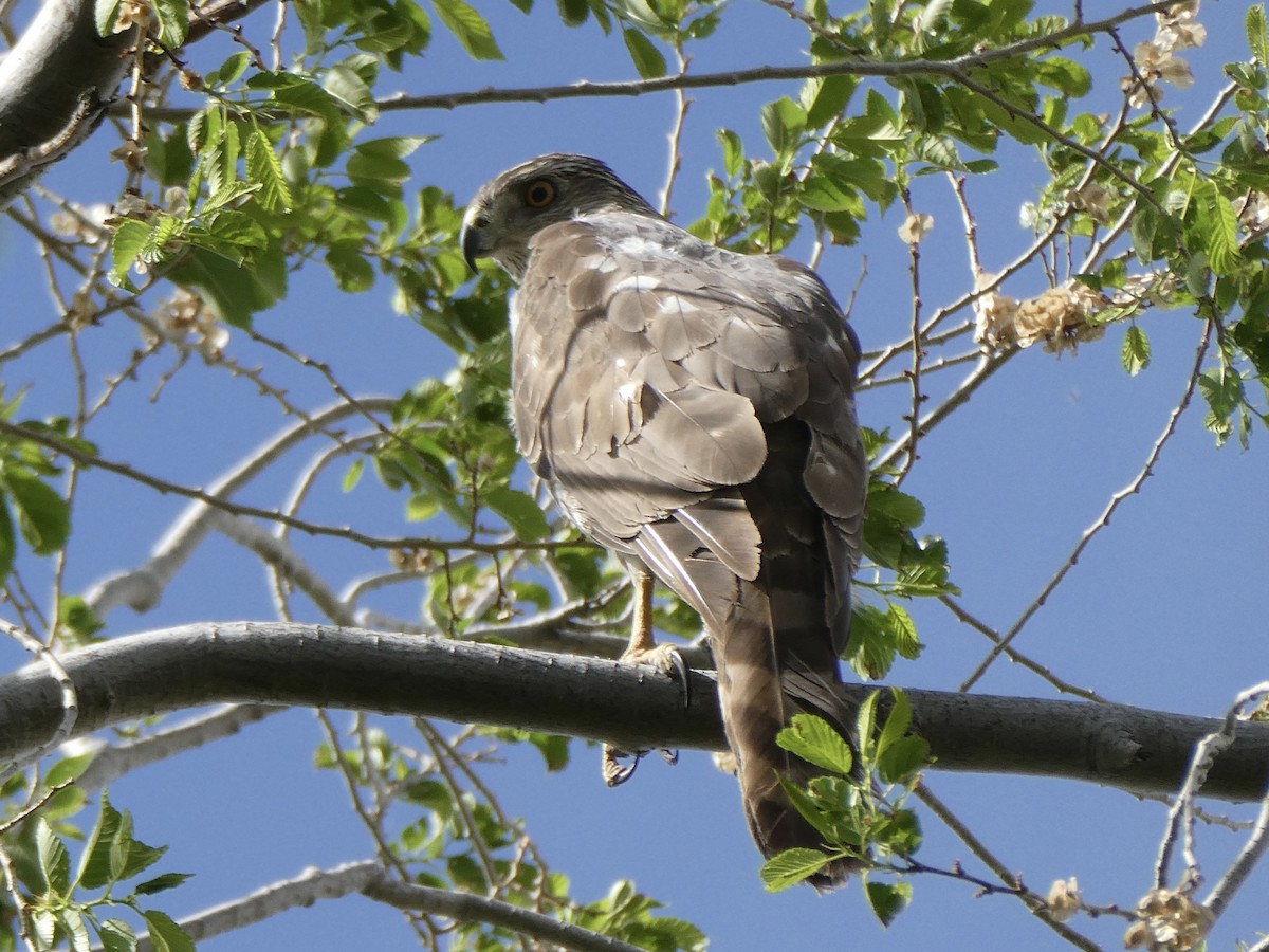 Cooper's Hawk - ML635060582