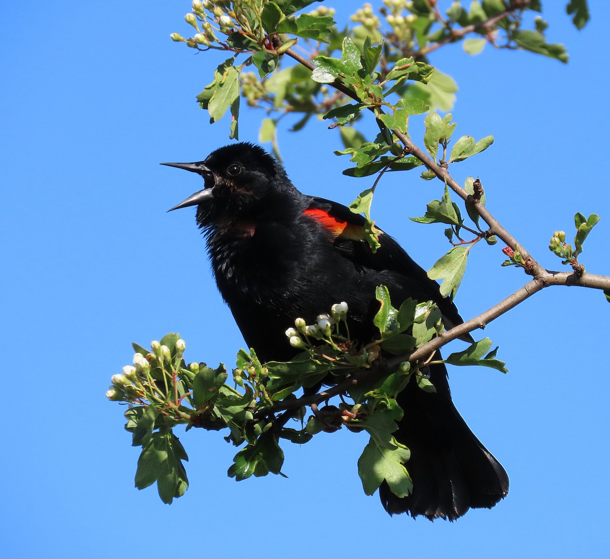 Red-winged Blackbird - ML635060616