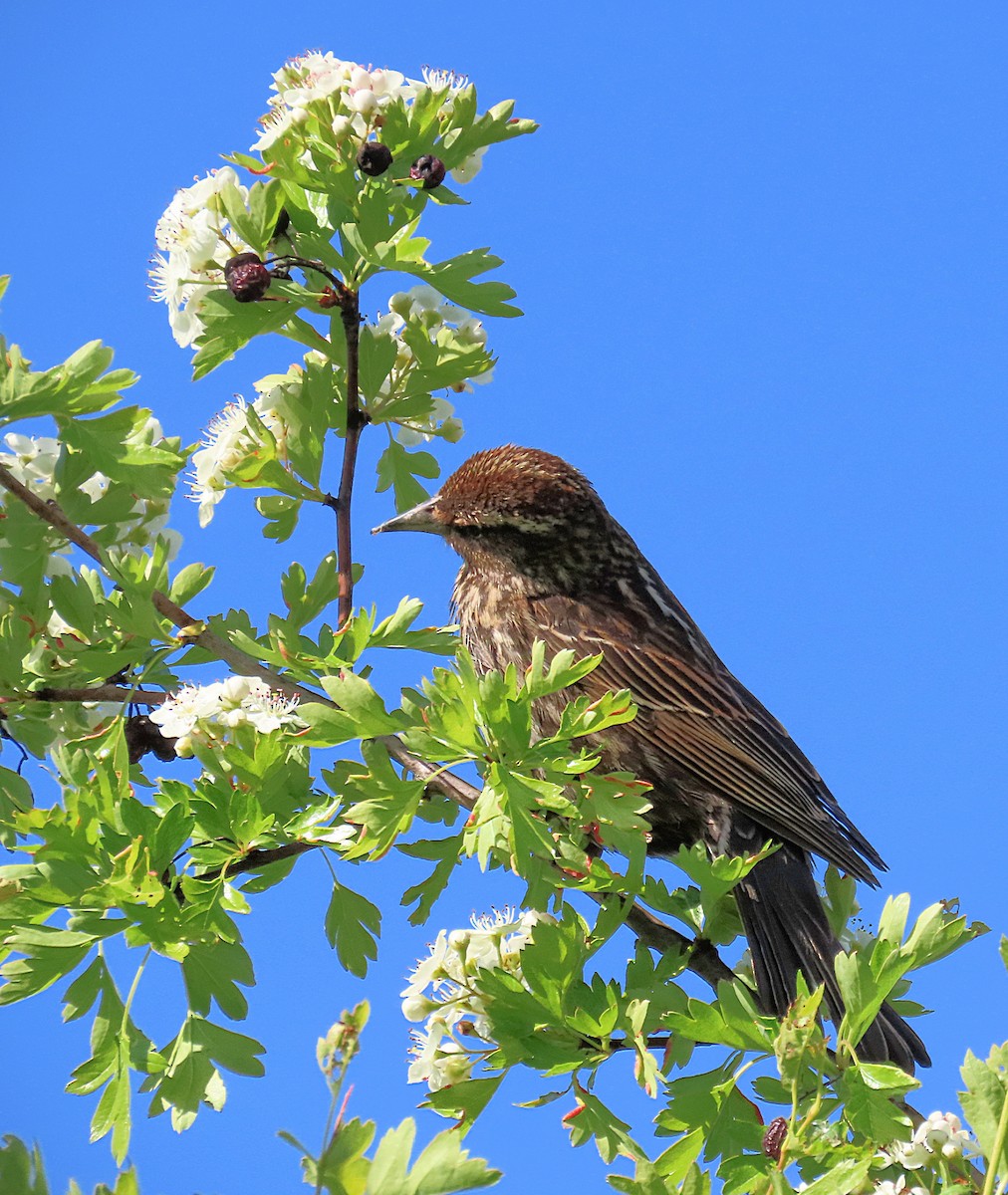 Red-winged Blackbird - ML635060625