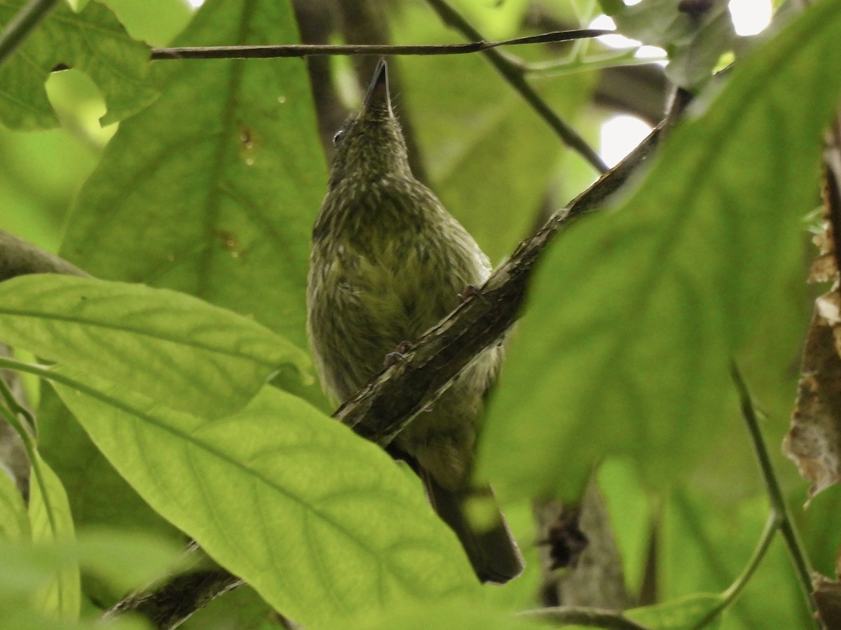 Olive-striped Flycatcher - ML635060788