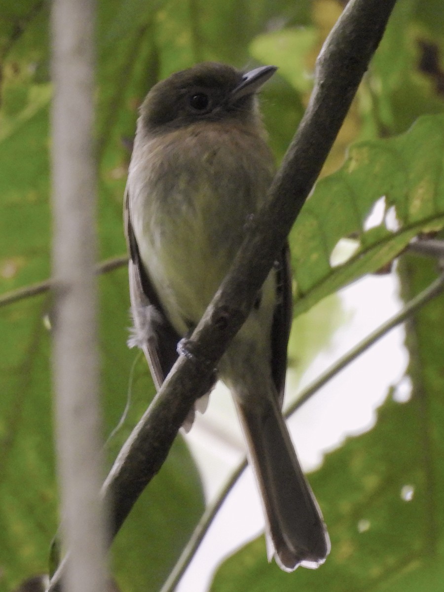 Fulvous-breasted Flatbill - ML635060793