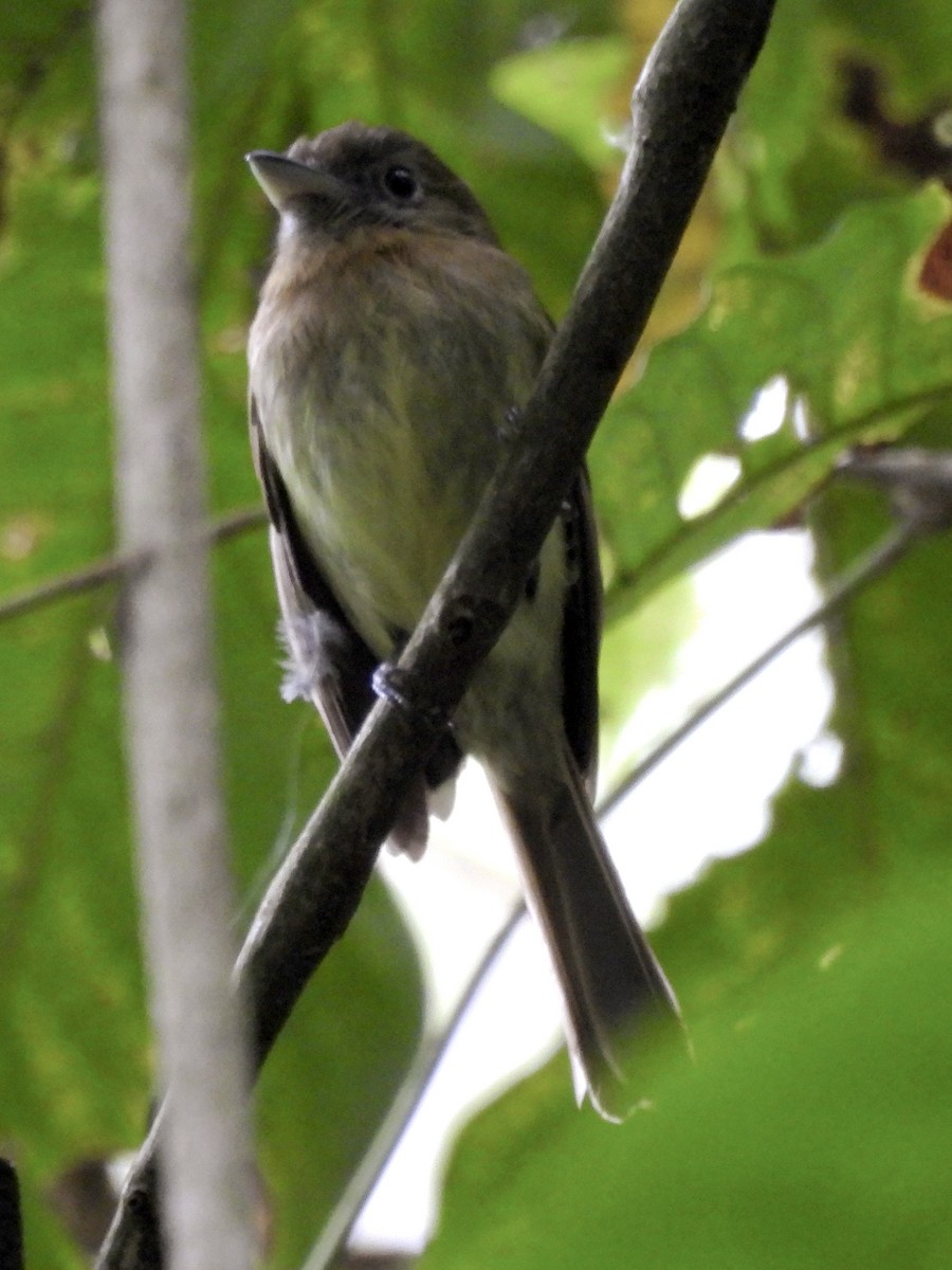 Fulvous-breasted Flatbill - ML635060794