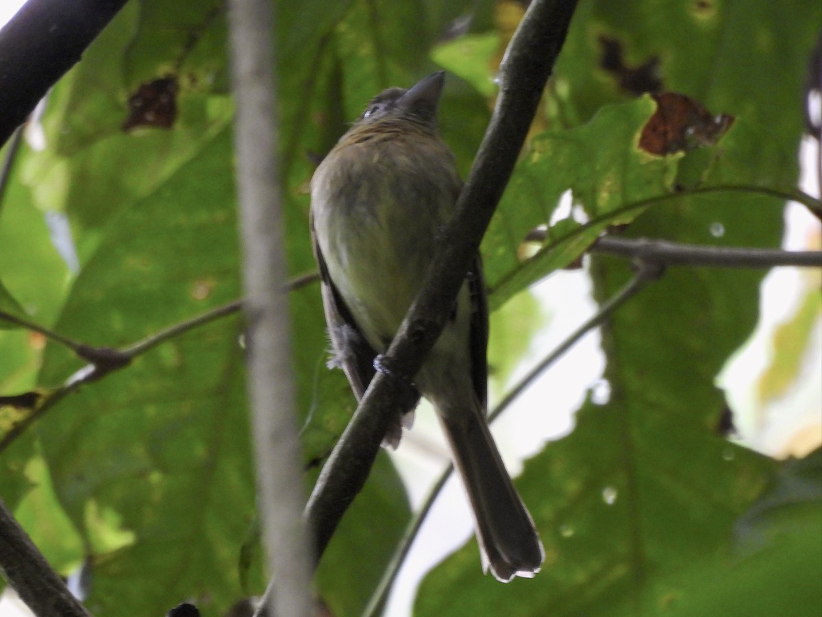 Fulvous-breasted Flatbill - ML635060795