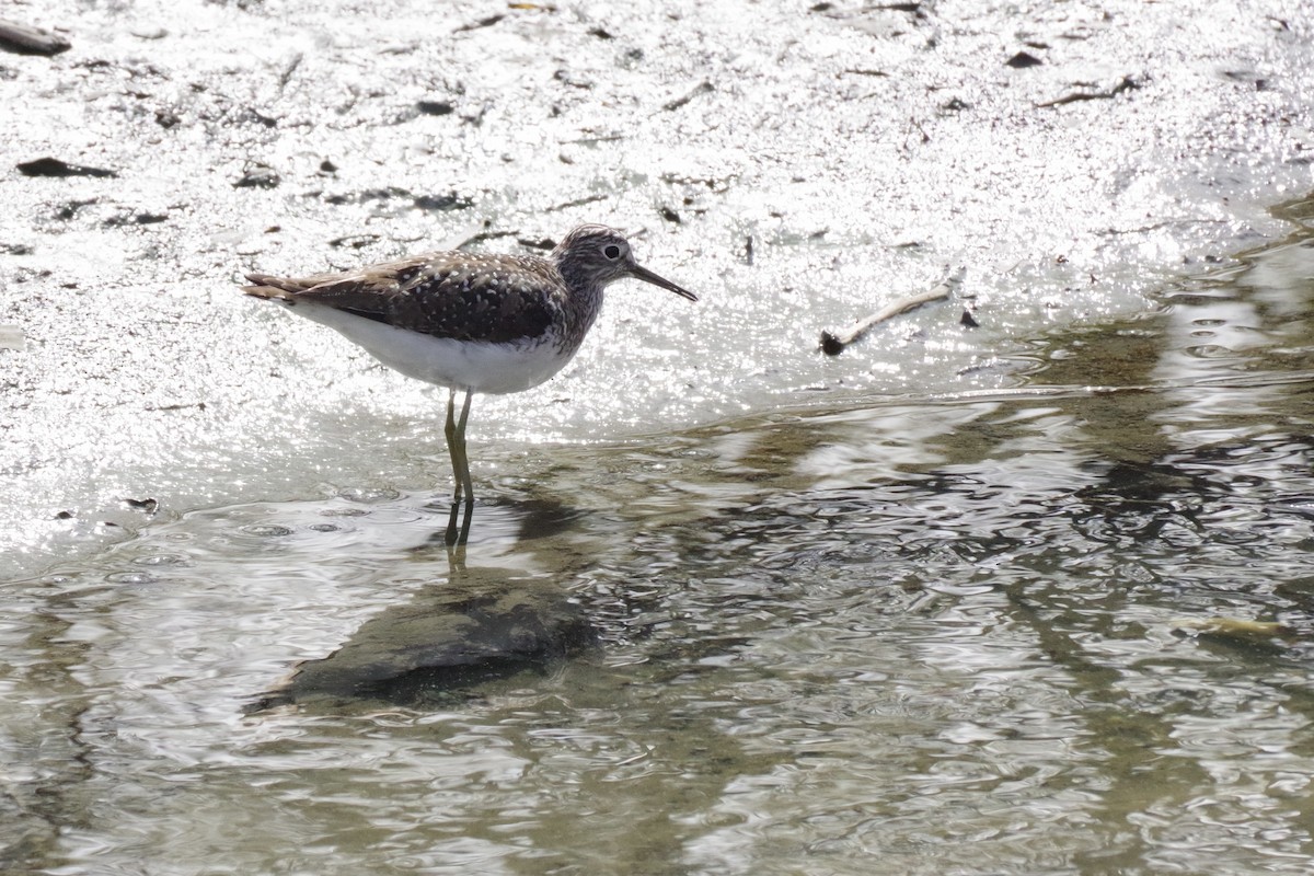 Solitary Sandpiper - ML635060805