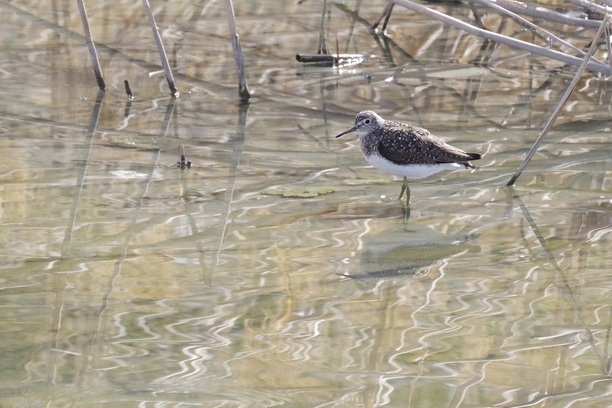 Solitary Sandpiper - ML635060806