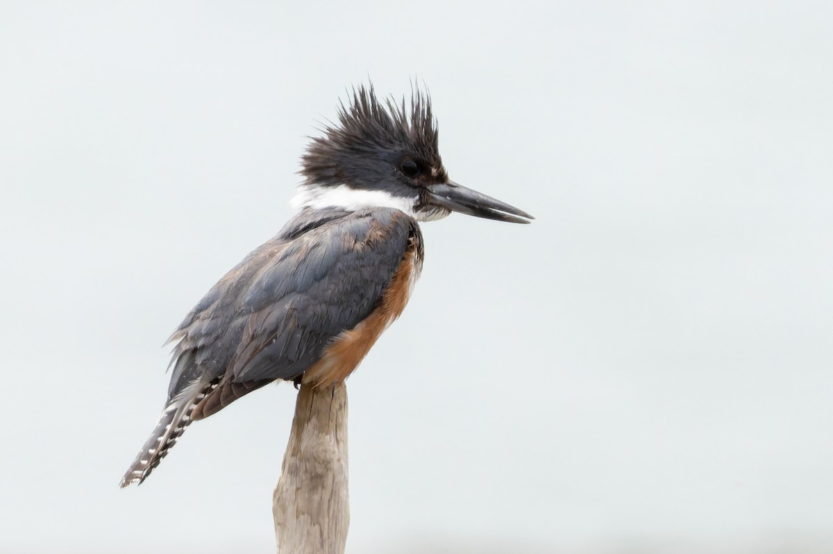 Belted Kingfisher - ML635060871