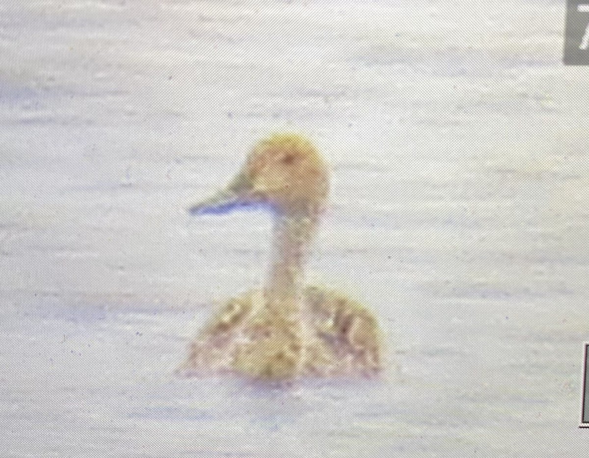 Шовтгор алаг нугас - ML635060925