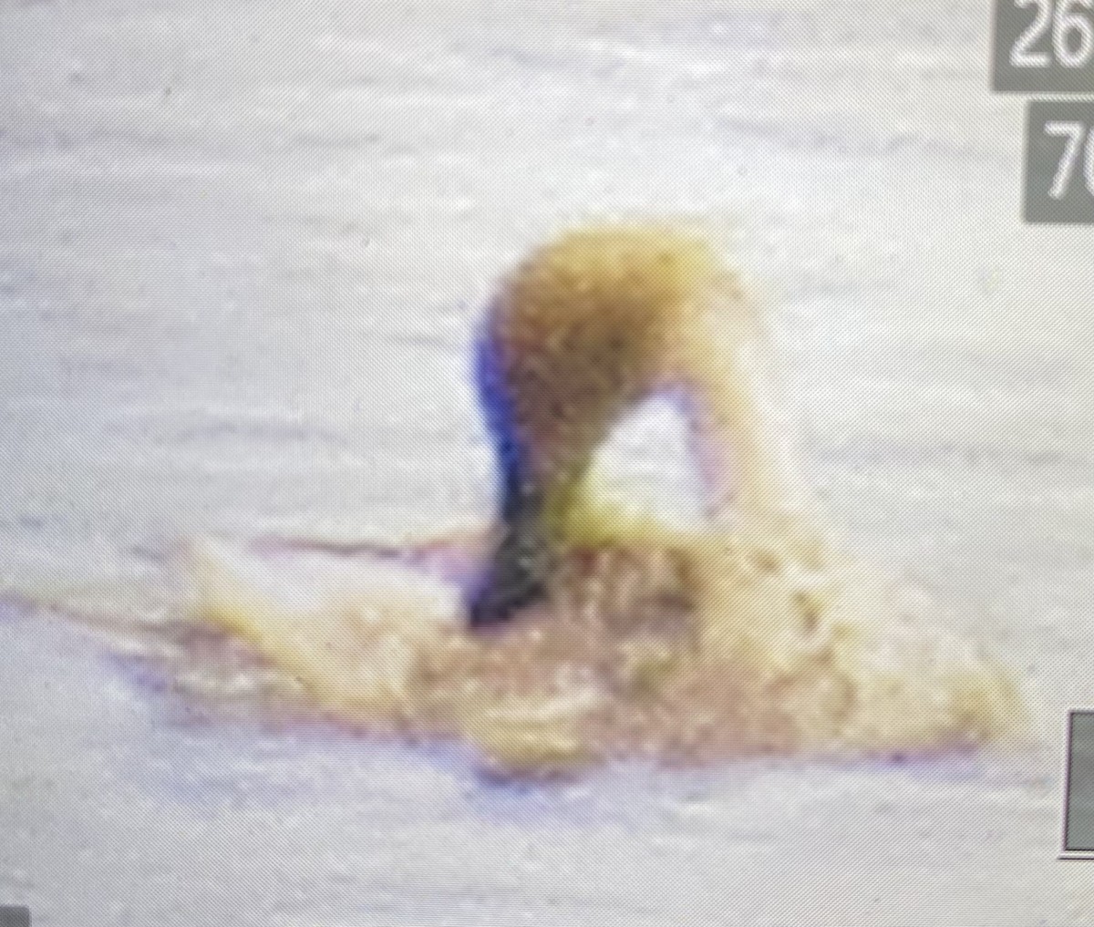 Шовтгор алаг нугас - ML635060926