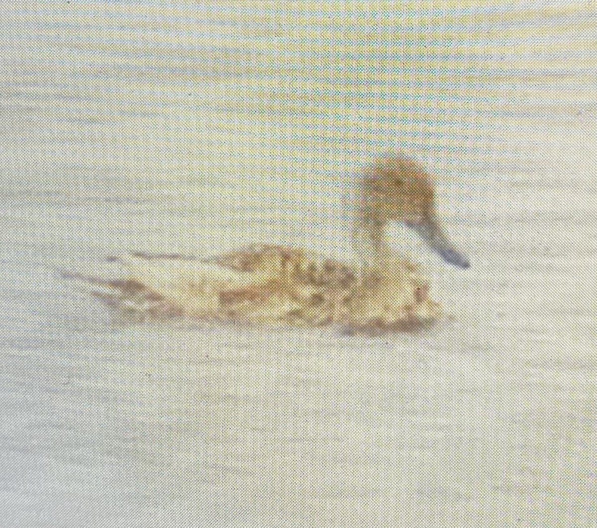 Шовтгор алаг нугас - ML635060927