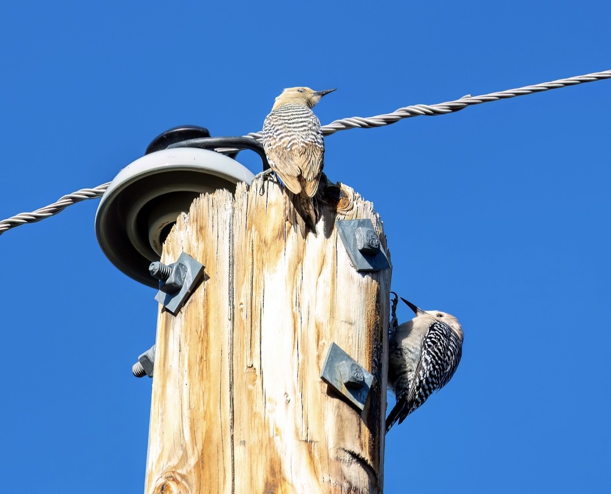 Gila Woodpecker - ML635060956