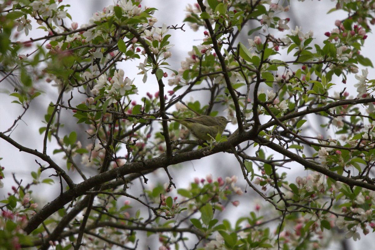 Orange-crowned Warbler - ML635061006