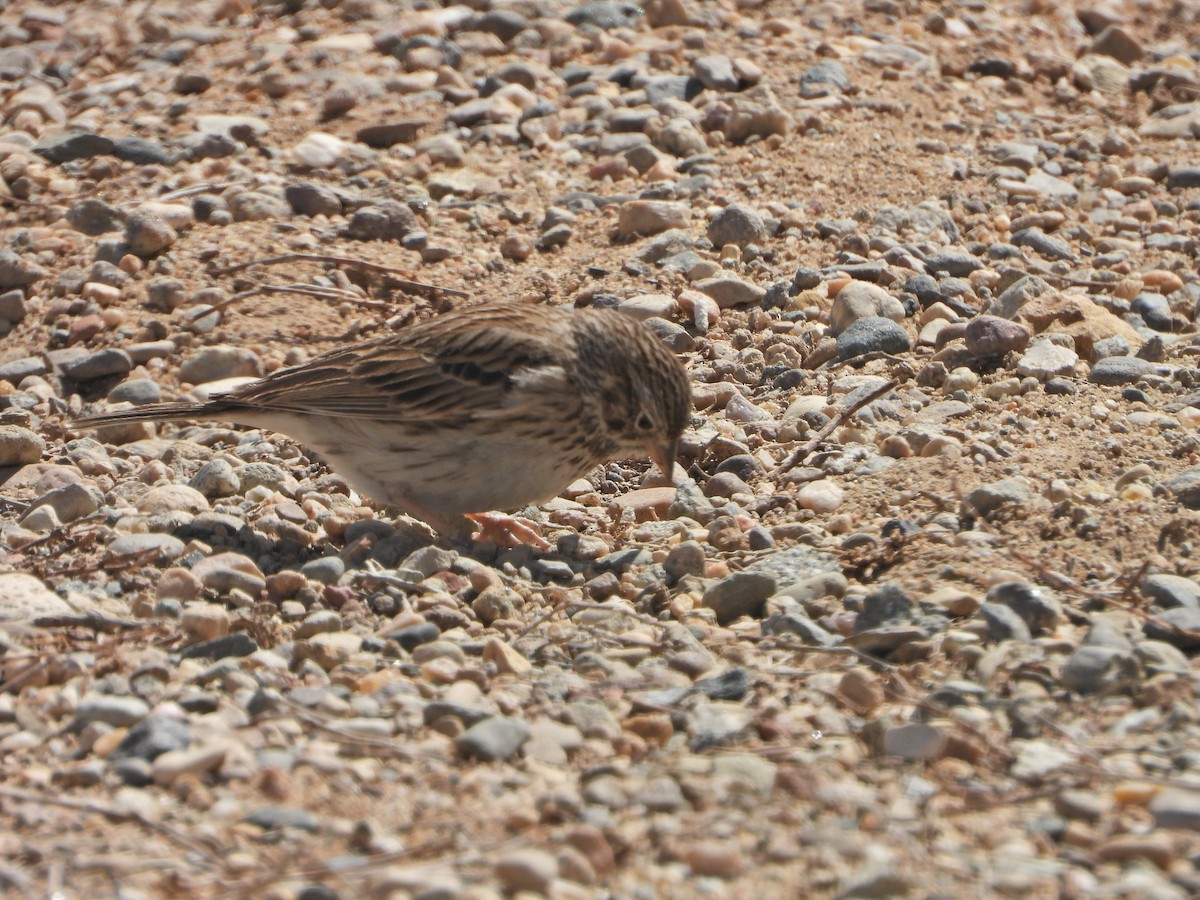 Vesper Sparrow - ML635061069