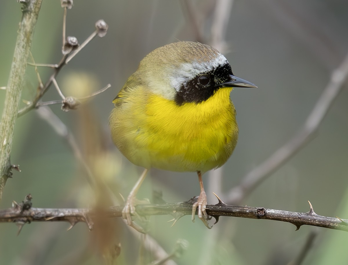 Paruline masquée - ML635061082