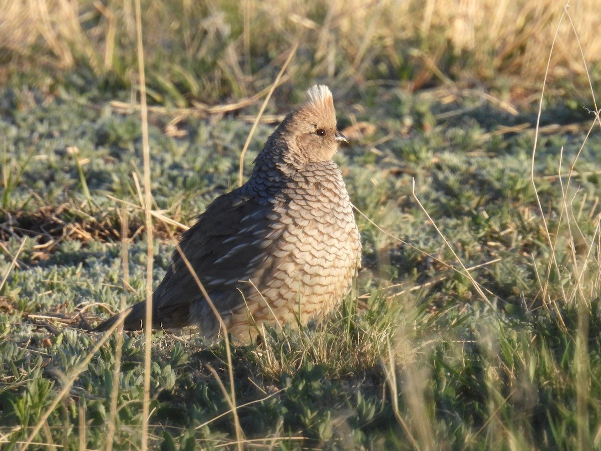 Scaled Quail - ML635061153