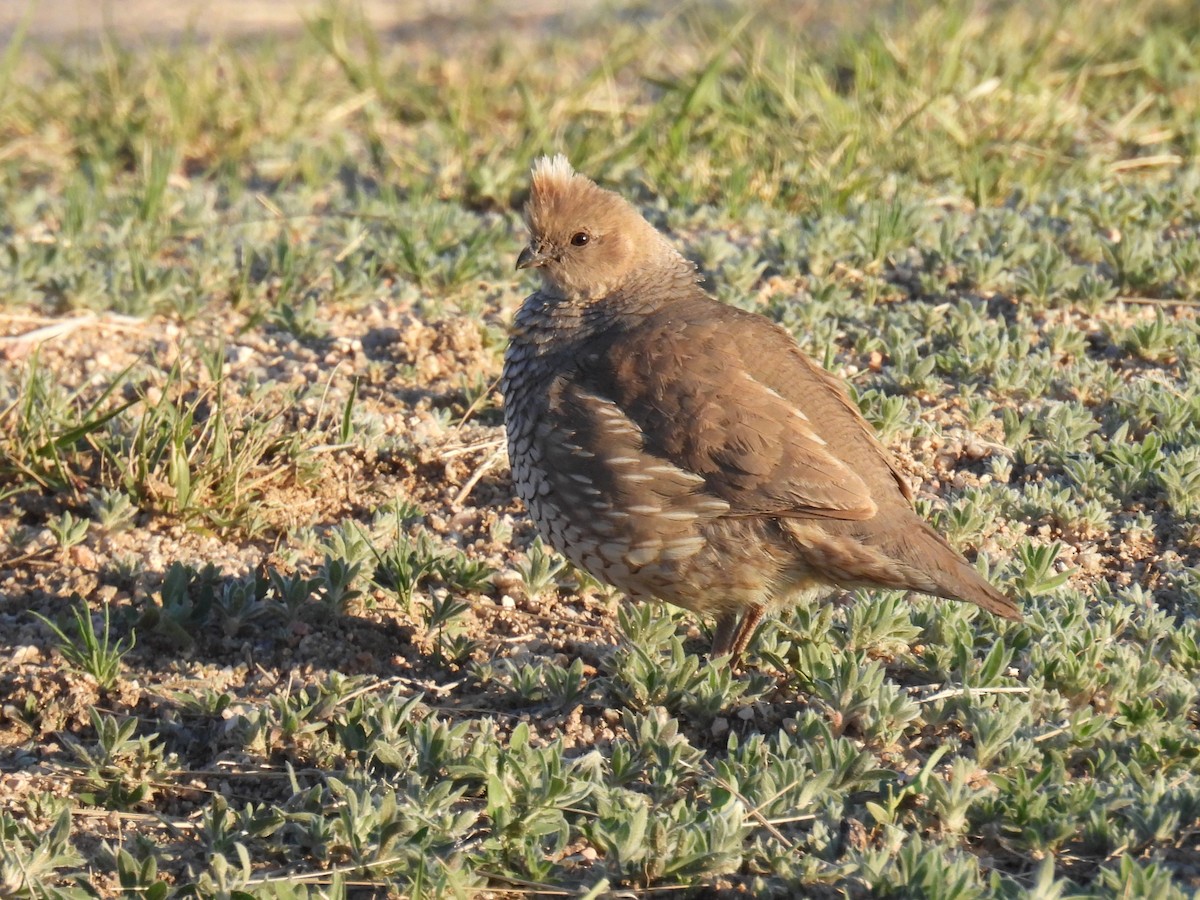 Scaled Quail - ML635061154