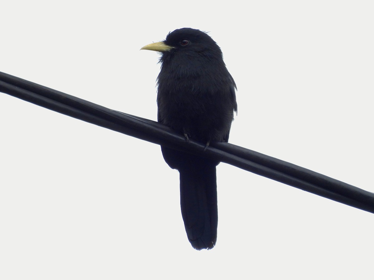 Yellow-billed Nunbird - ML635061181