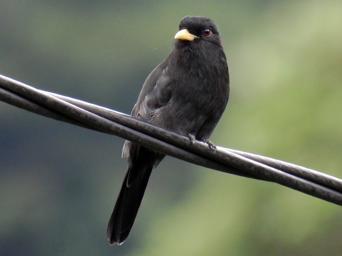 Yellow-billed Nunbird - ML635061182