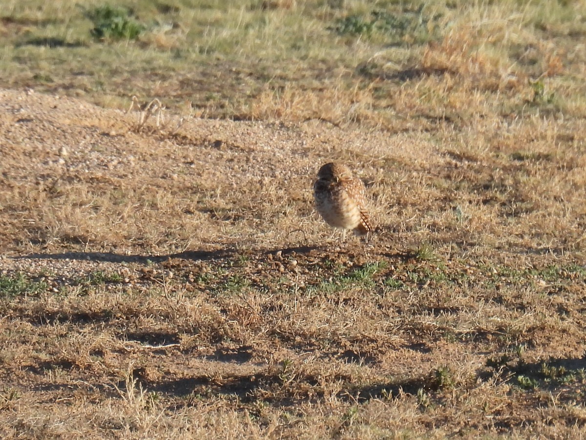 Burrowing Owl - ML635061183