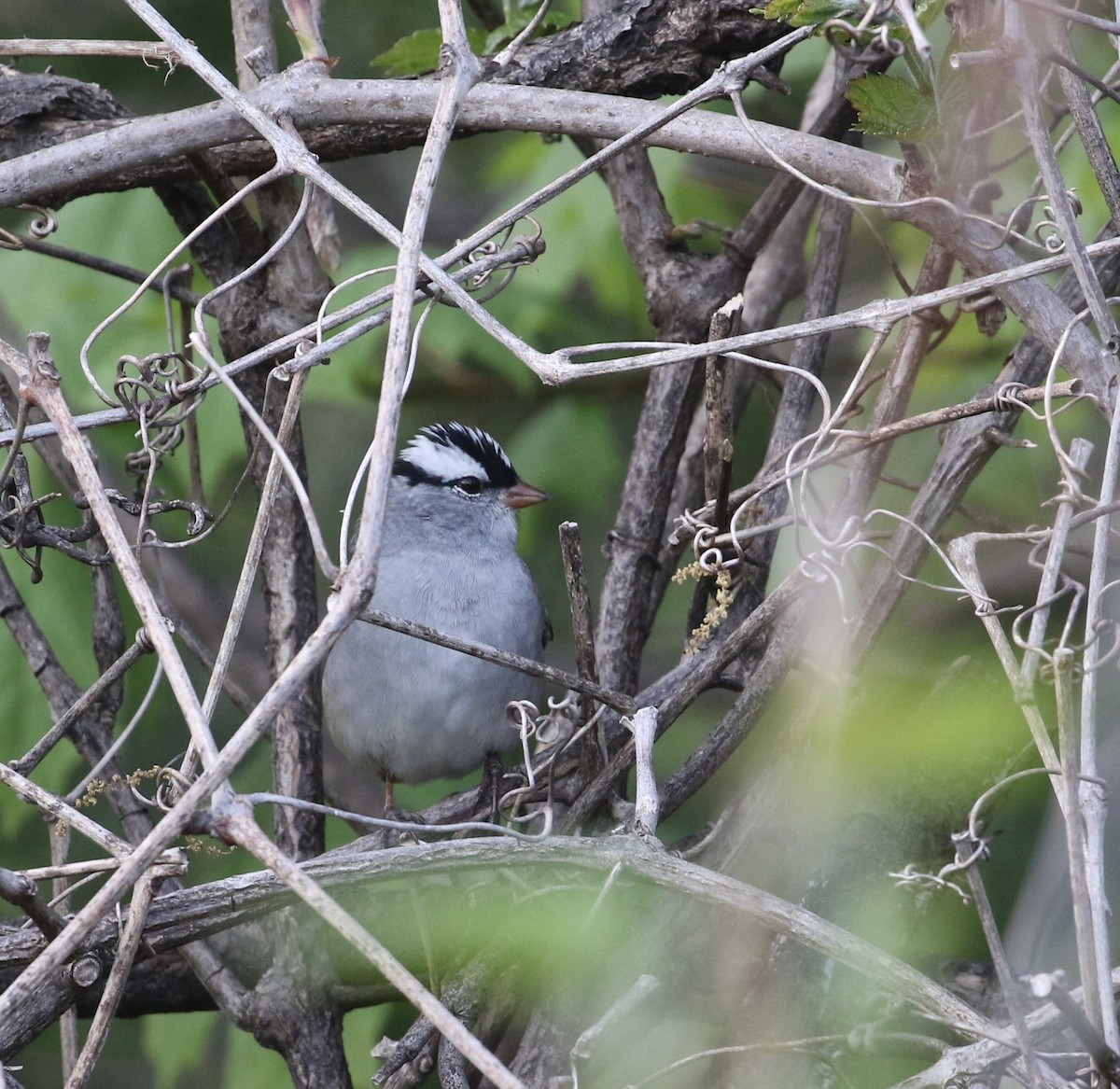 White-crowned Sparrow - ML635061217