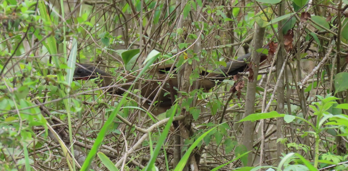 Chachalaca Culirroja - ML635061243