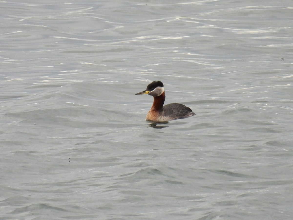 Red-necked Grebe - ML635061282