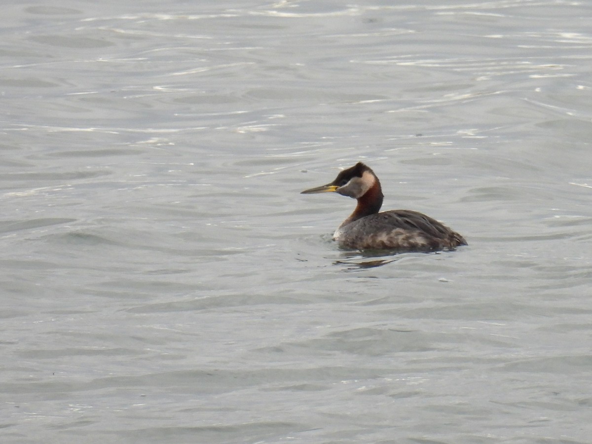 Red-necked Grebe - ML635061283
