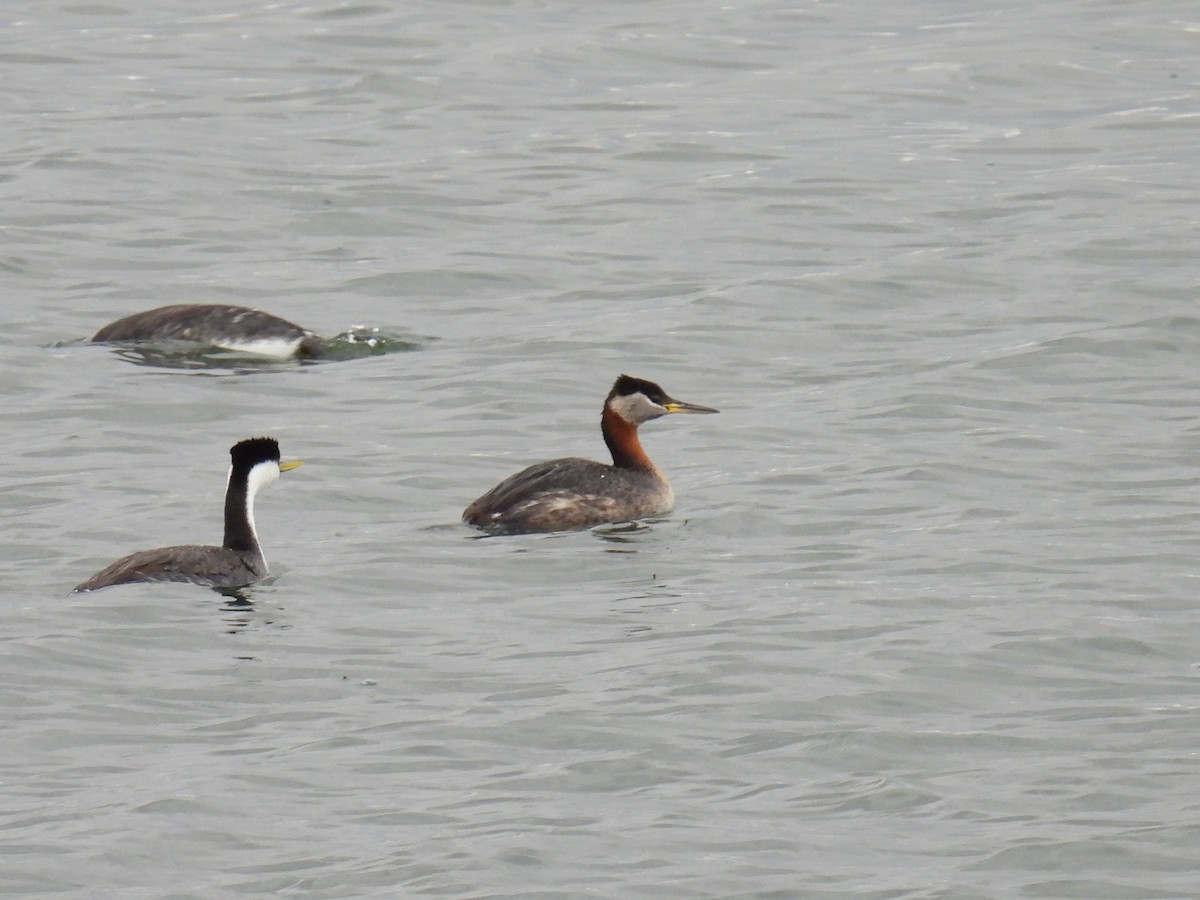 Red-necked Grebe - ML635061284